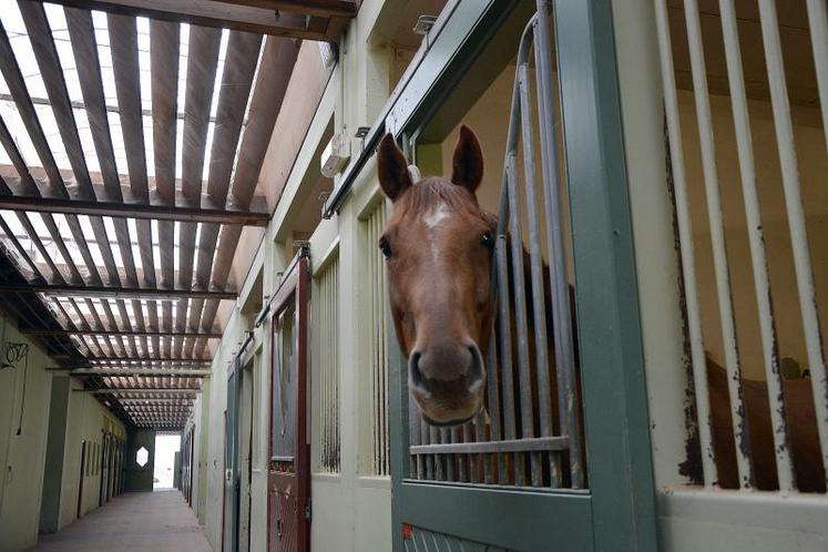 Dans l’écurie “prestige”, celle des chevaux des cadres de l’école, cavaliers et enseignants. Elle abrite les sauteurs et chevaux de manège qui participent aux présentations et galas du Cadre Noir.