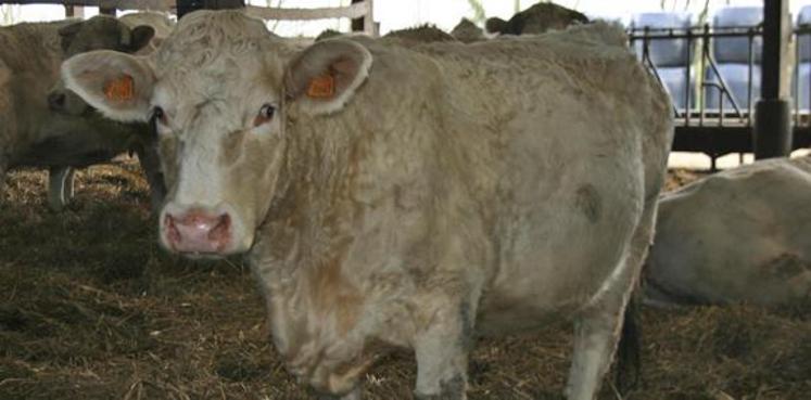 « Cette aide a pour objectif de limiter les quantités de viande bovine sur le marché afin d’amorcer une remontée des cours », précise le communiqué.