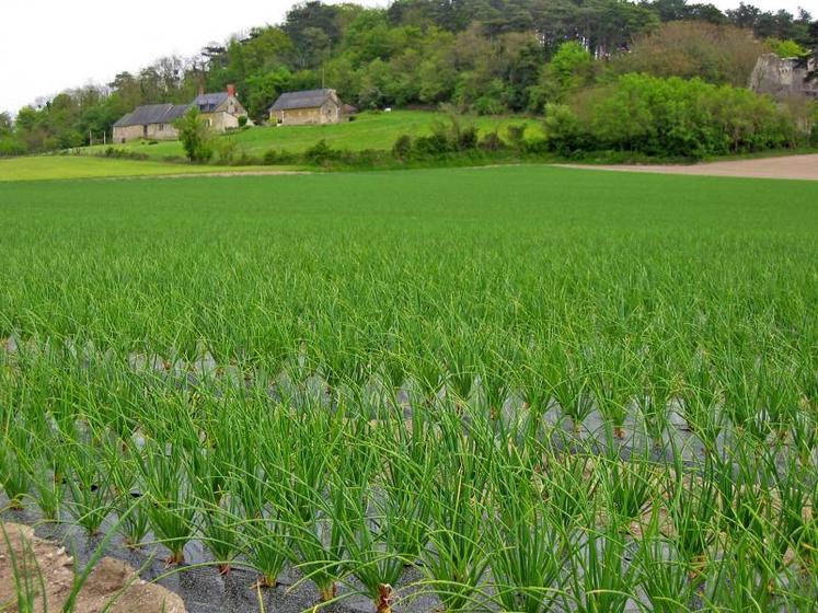 Aujourd’hui l’échalote est cultivée sur paillage plastique noir, ce qui permet de réduire de façon significative l’utilisation de désherbants et permet de ne plus employer d’insecticide contre la mouche.