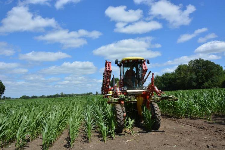 À raison d'environ deux hectares à l'heure, Oliver Lemarié parcourt et coupe les rangs qui atteignent 1,80 mètres en pilotant sa machine, achetée il y a deux ans et demi.