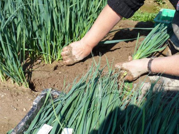 La douceur de l’hiver 2015/2016 a eu des conséquences négatives pour la plupart des légumes de saison, tant au niveau de la production qu’au niveau de la demande, indique Agreste dans sa note de conjoncture de juin 2016.