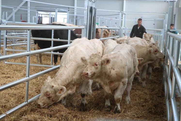 Pour ce premier marché : 27 opérateurs, vendeurs ou acheteurs, et surtout 270 broutards et gros bovins, ainsi que 17 veaux.