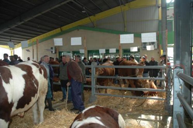 Une centaine d’éleveurs ont participé à la vente de printemps de reproducteurs à Cholet.