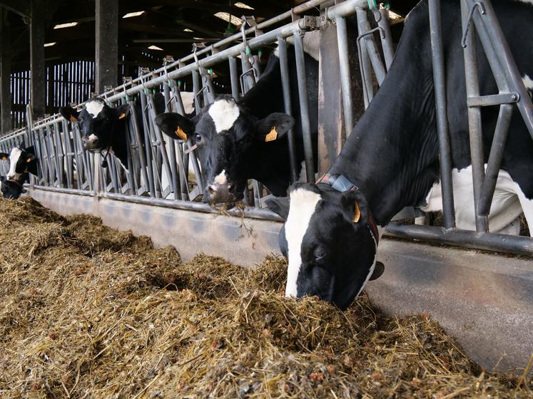 Coût alimentaire des vaches : l'optimiser grâce au maïs fourrage