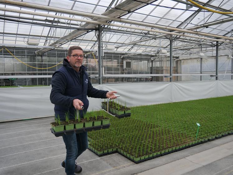 Des fourches à main pour soulever plus facilement les plants.