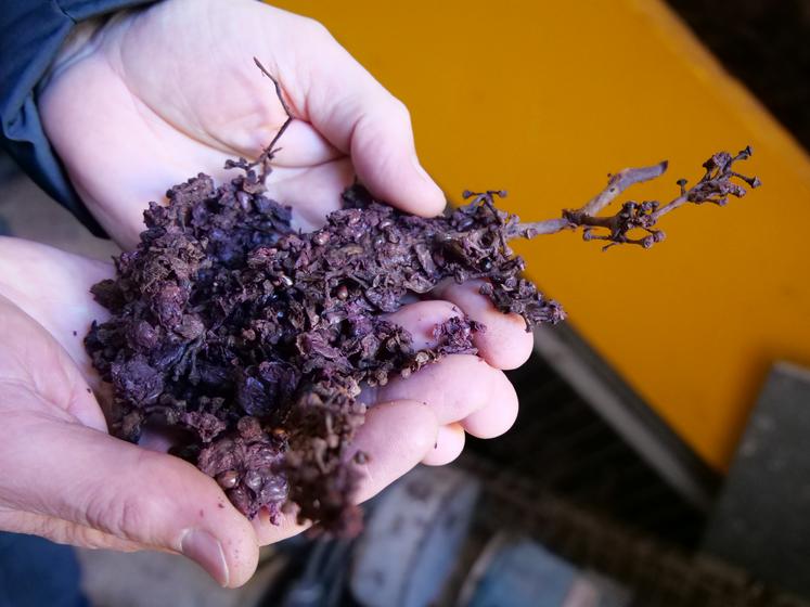 En viniculture, le marc de raisin est l'ensemble des résidus secs résultant du pressurage ou du foulage des raisins ainsi que de la cuvaison.