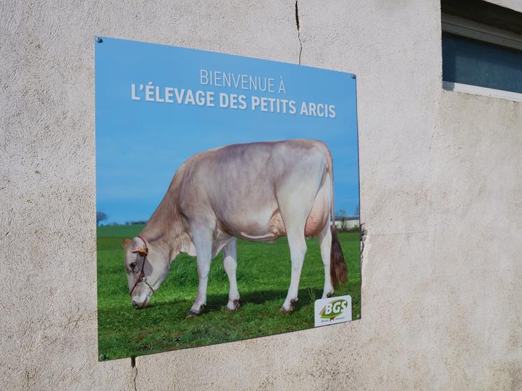 Fierté de l'élevage, la vache Rigolote est la mère de Tiramisu, le premier taureau de l'élevage à entrer dans le catalogue BGS.