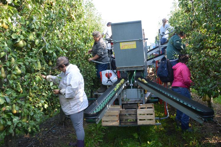 La filière arboricole recrute plus de 1 000 saisonniers par an dans le Maine-et-Loire, principalement pour la  cueillette des fruits.