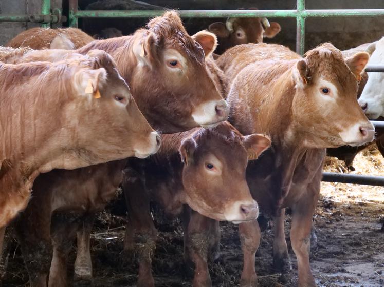 50% du troupeau limousin de Julien Denis est aujourd'hui sans cornes.