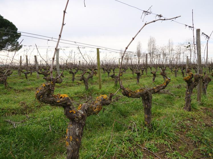 Le risque de gel s'amplifie avec l'avancement du stade de la vigne.