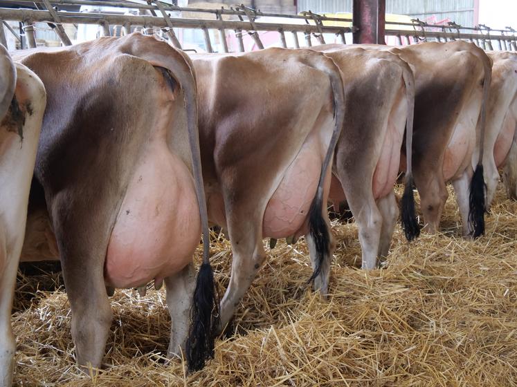 Dans le Maine-et-Loire, la race jersiaise compte 2586 vaches laitières au contrôle officiel.