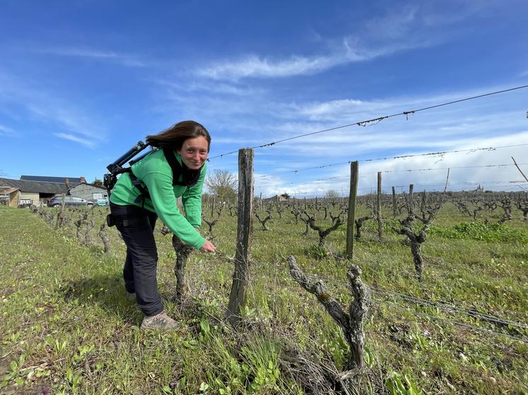 Employée actuellement au Domaine Thibault Stephan au Puy-Notre Dame, Caroline Tourlouse porte un exosquelette au quotidien pour les travaux de la vigne.