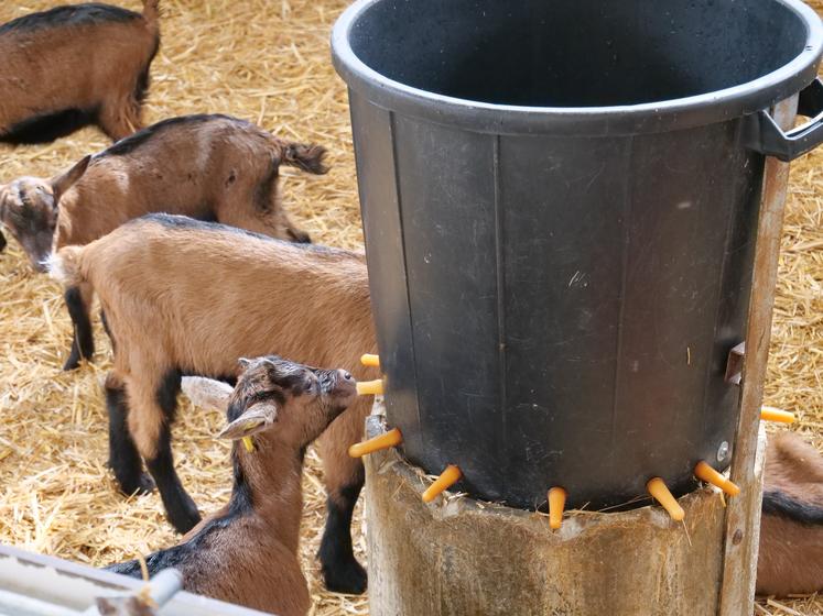 une poubelle avec 16 tétines pour nourrir les jeunes mâles