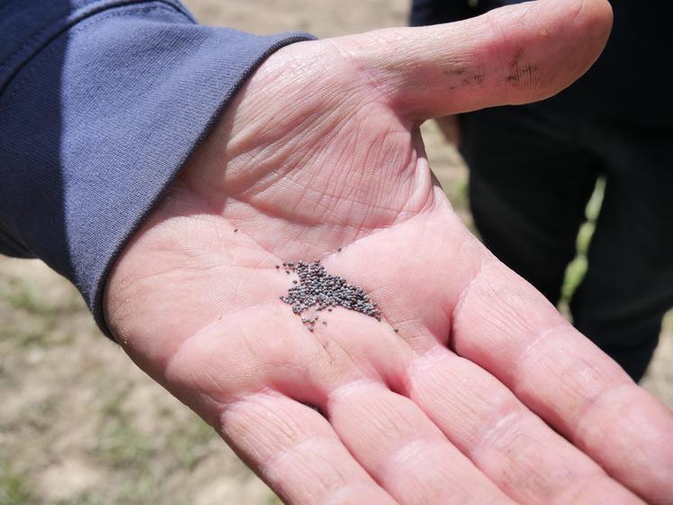Les graines d'œillette se sèment à une densité de 1 kg/ha.