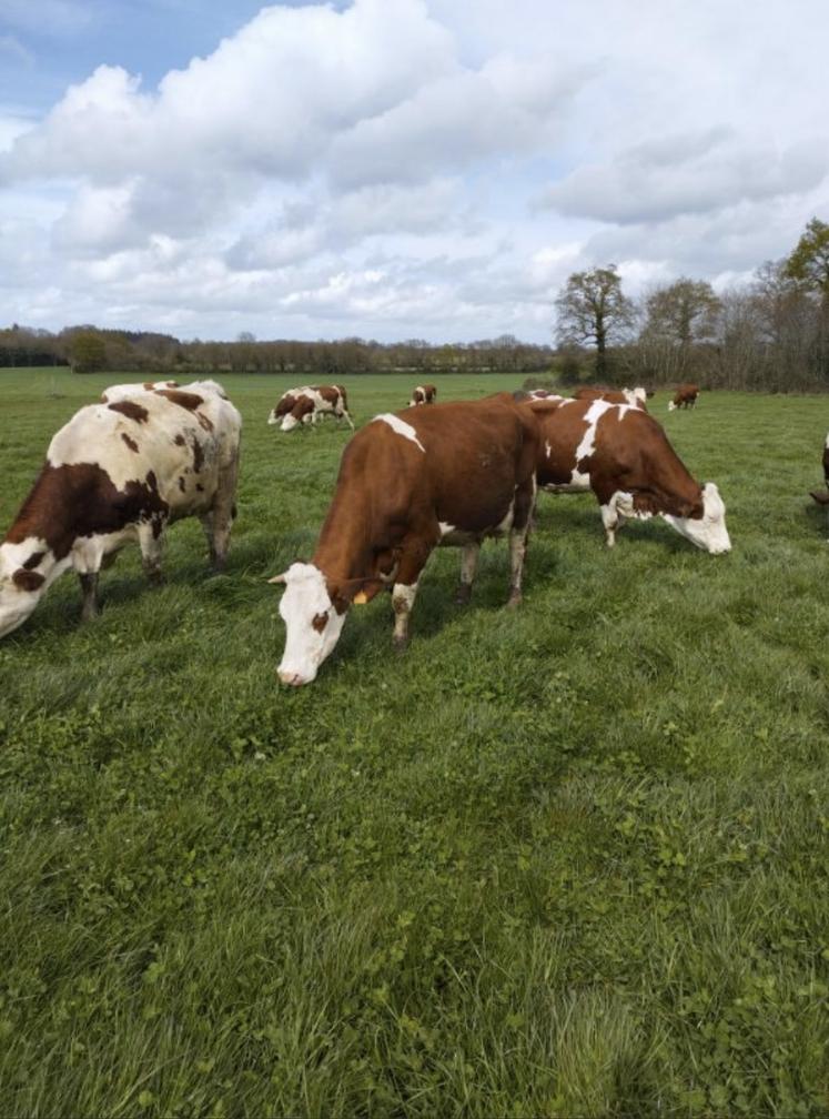 Les vaches de Maxime Léridon, éleveur dans le Segréen, sont à l'herbe depuis plusieurs semaines. Mais cela reste l'exception.