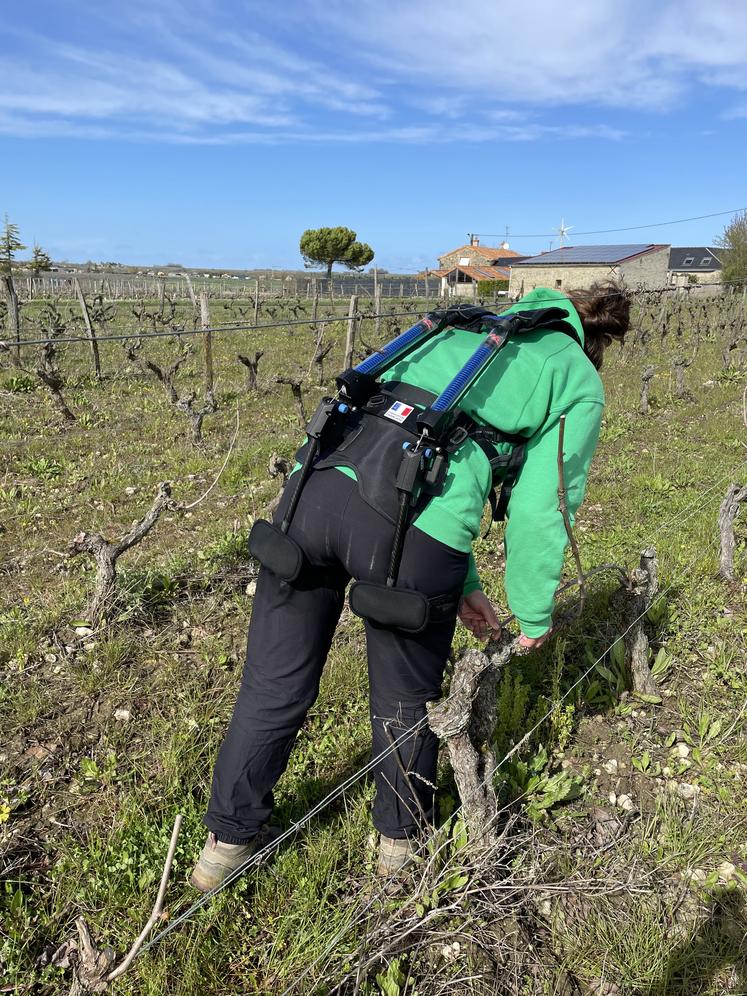 L'Exoviti permet de maintenir le dos et de moins solliciter les lombaires lorsque l'utilisatrice se penche sur le cep. 