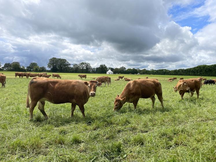 La prairie à flore variée constitue la majeure partie du pâturage sur la ferme de Thorigné.