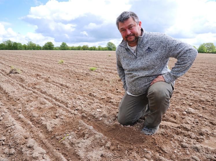 Sébastien Ferrard, du Gaec du Pâtis Candé. Sur cette parcelle sableuse, auparavant en prairie, l'agriculteur a pu semer un maïs à indice 270-300.