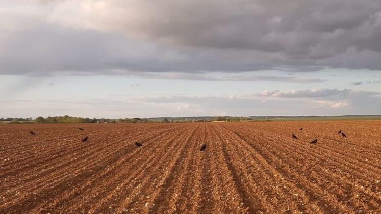 Les attaques de corbeaux sur les maïs ont lieu au semis et à la levée, ce qui rend souvent complexe le ressemis.