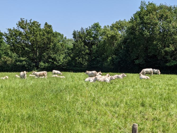 Le lot de sevrage au fil, une heure après sevrage : les veaux sont à gauche et les mères à droite.