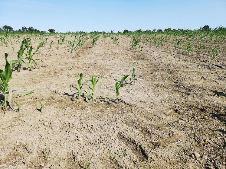 Les attaques de corbeaux et pigeons ont été nombreuses l'an dernier, comme ici dans une parcelle de maïs du Saumurois. Les agriculteurs impactés doivent faire remonter les dégâts via la nouvelle application.