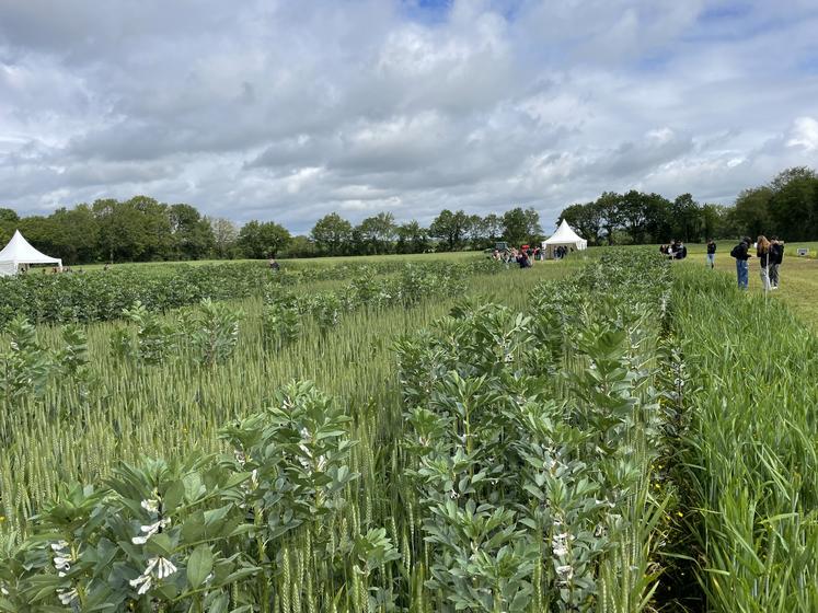 Les parcelles d'essais de mélanges riches en protéagineux.