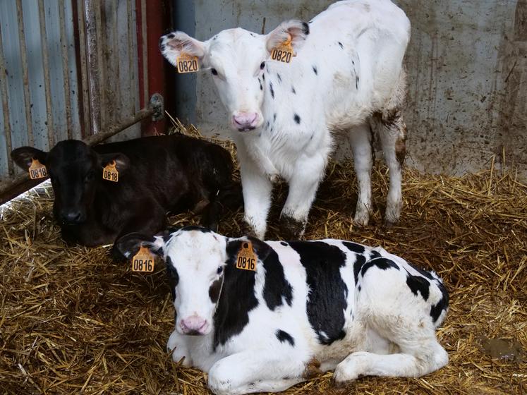 Vincent Colineau pratique le croisement avec des races à viande (angus, limousine) sur les femelles en surnombre par rapport aux besoins de renouvellement.