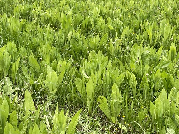 Le plantain a été testé pour accroître la productivité estivale des prairies.