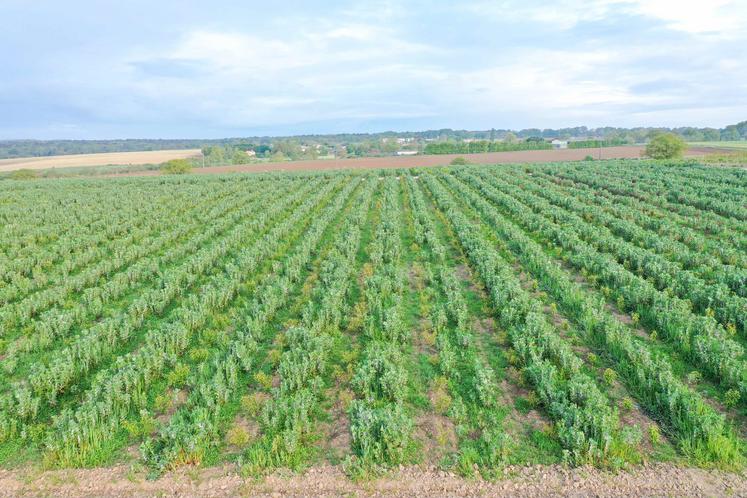 Les pépinières Chauviré s'inscrivent dans une démarche agro-écologique et testent les couverts végétaux entre les rangs de cépées.