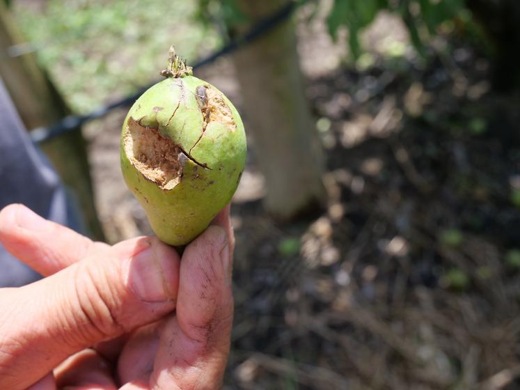 Poire touchée par la grele chez Sylvain Kuperroth, Longué