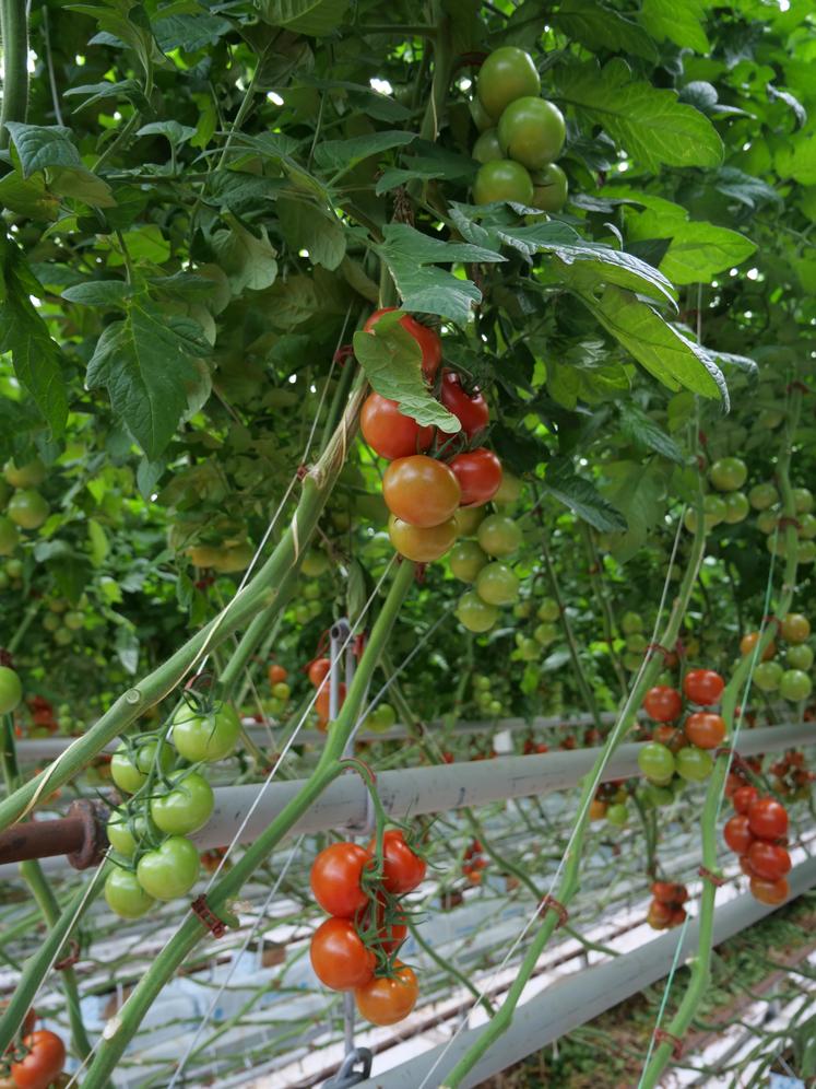 Les tomates sont livrées 6j/7 aux centrales d'achat des GMS. Elles sont commercialisées sous la marque « le potager de Jade » par la SAS Ydeal.