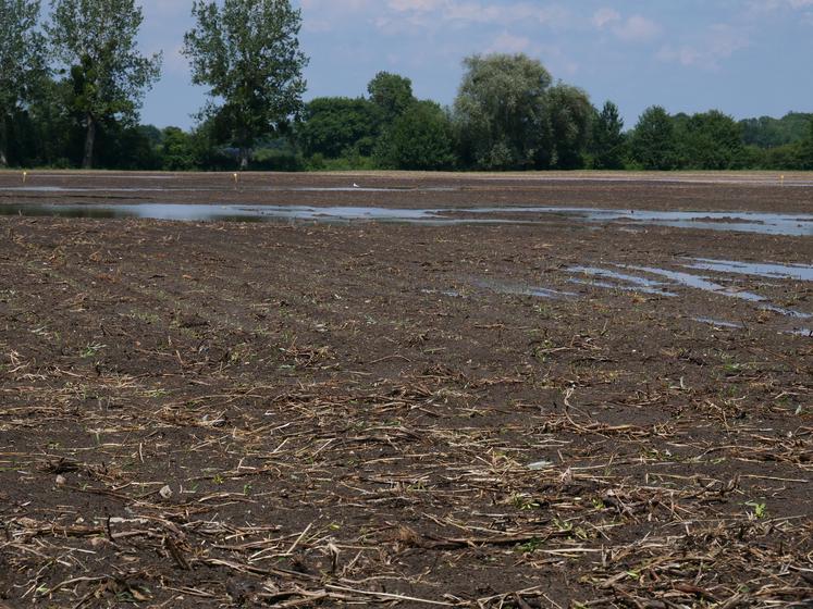 Semis de maïs inondé chez Sylvain Sureau à Jumelles