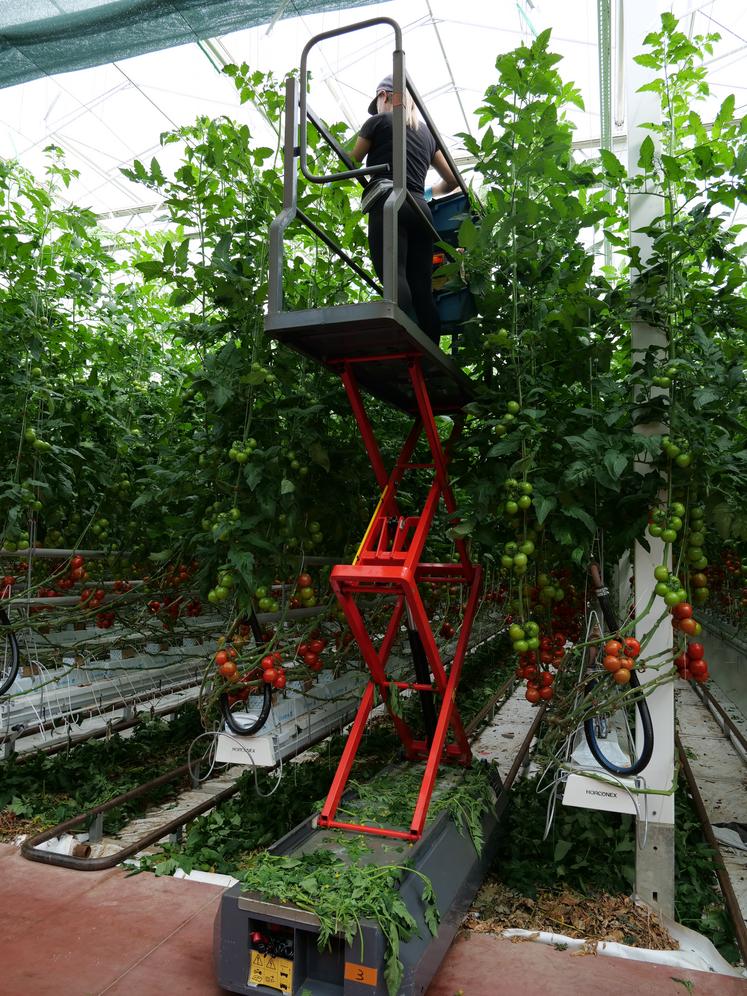 Les tâches de récolte et d'effeuillage sont réalisées à hauteur, grâce à des chariots qui circulent sur les rails entre les rangs de tomates.