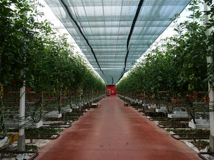 Les serres, de 6,8m de hauteur, offrent une ambiance maîtrisée (température, hygrométrie) pour la production de tomates de mars à novembre.