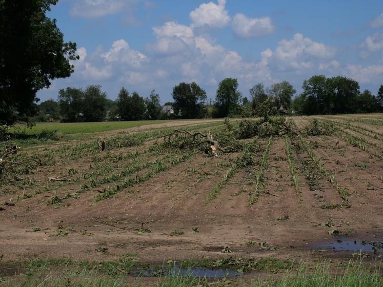 Arbres couchés sur mais déchiqueté chez Alexis Girard