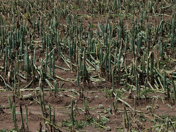 Les oignons semences sont déchiquetés chez Alexis Girard à Jumelles. Dans le même secteur, l'orage a couché des arbres dans les champs de maïs semences.