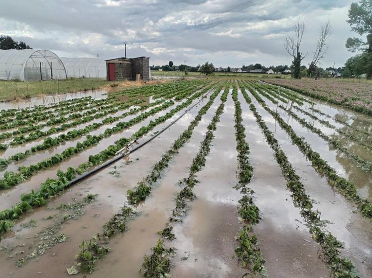 Une parcelle de légumes semences plein champ chez Edith Frison à La Ménitré.