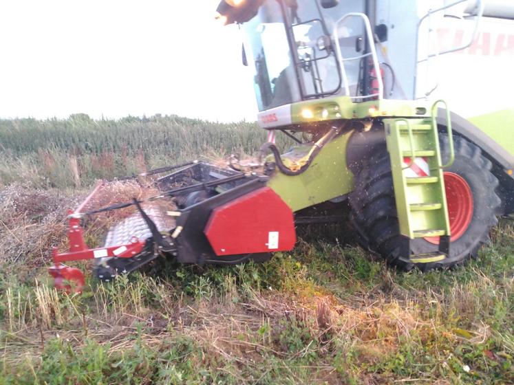 Récolte du mélange pois triticale bio, avec la nouvelle coupe à tapis de la Cuma de Daumeray.