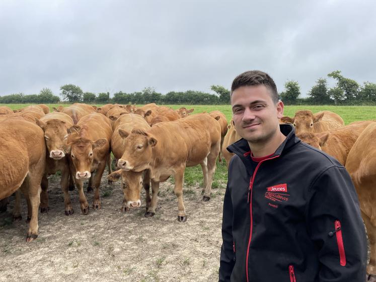 Augustin Pipard a créé son élevage de limousines et projette de faire de la vente directe sur sa ferme d'Ombrée d'Anjou (Pouancé).