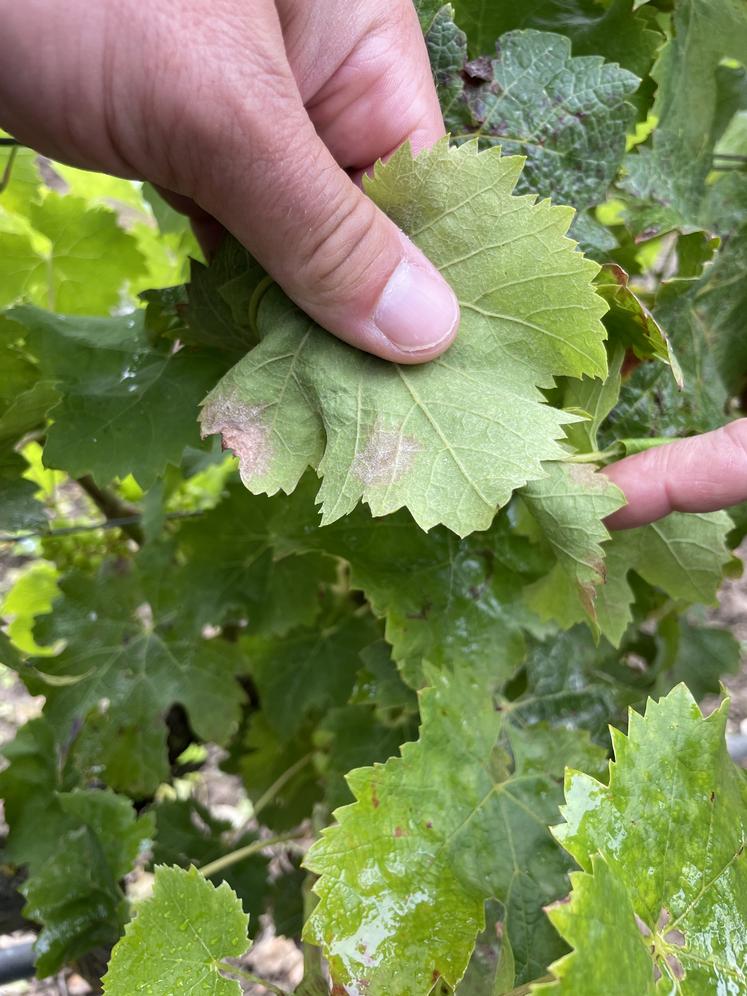 La présence du champignon commence à être visible sur les feuilles.