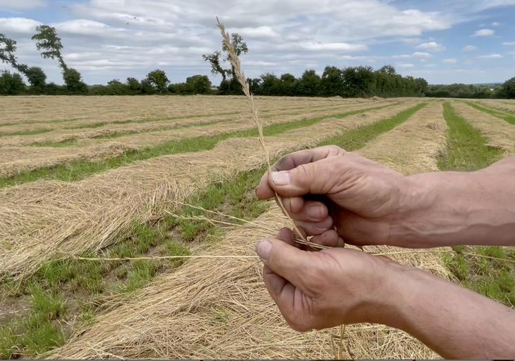 La météo, les conditions de récolte et la variété cultivée entrent en compte dans le rendement, attendu en baisse cette année.