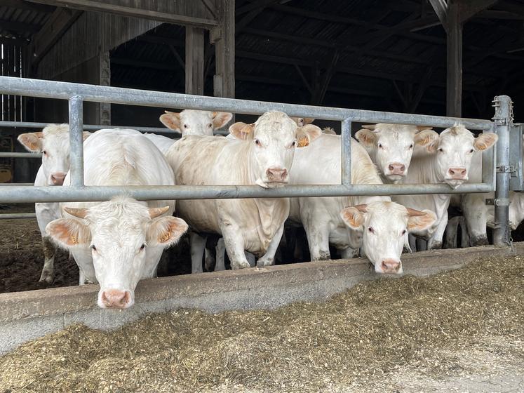 Le jeune agriculteur élève des génisses pour la filière Prim'herbe de Bovinéo.