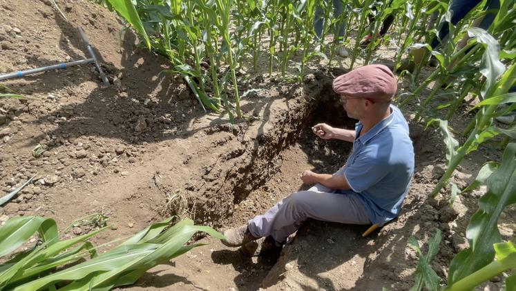 Denis Piron a creusé une fosse pédologique pour voir comment s'enracine la plante dans cette parcelle de maïs grain, semée le 30 avril après un couvert de phacélie et trèfle.