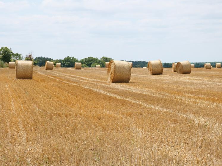 En Anjou, le nombre de  champs moissonnés augmentent progressivement. Mais la majorité des surfaces restent encore à récolter.