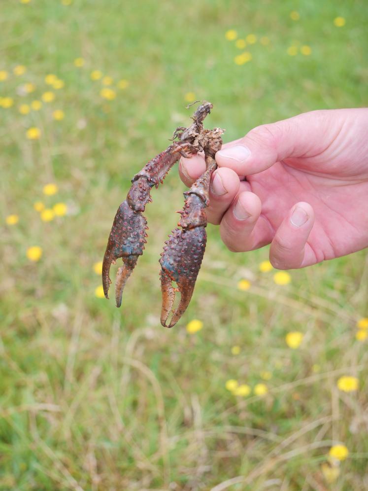 De nombreuses pinces d'écrevisses sont visibles dans l'herbe.