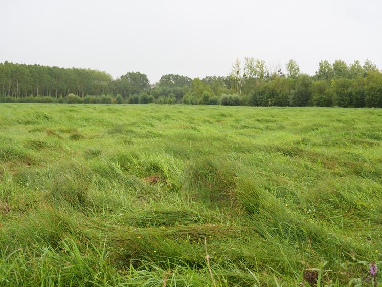 Dans les marais, le foin reste encore à récolter.