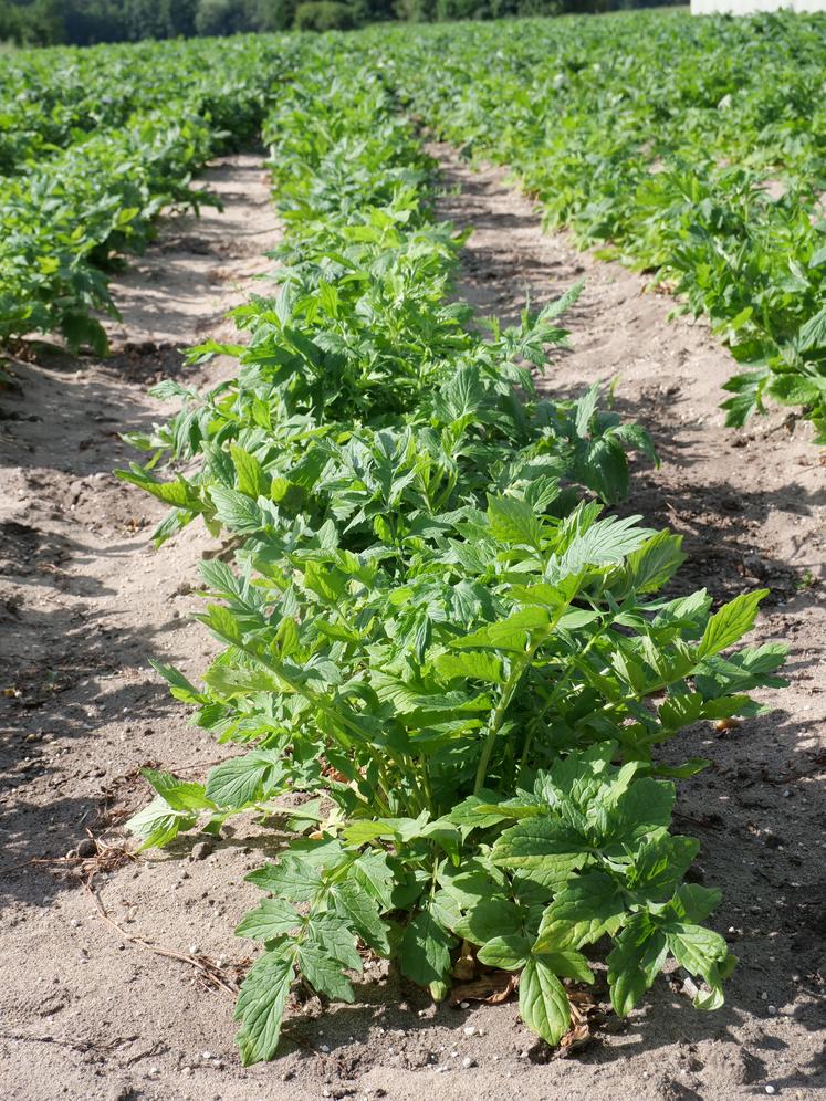 Le développement de la biomasse présage du développement des racines de la valériane.