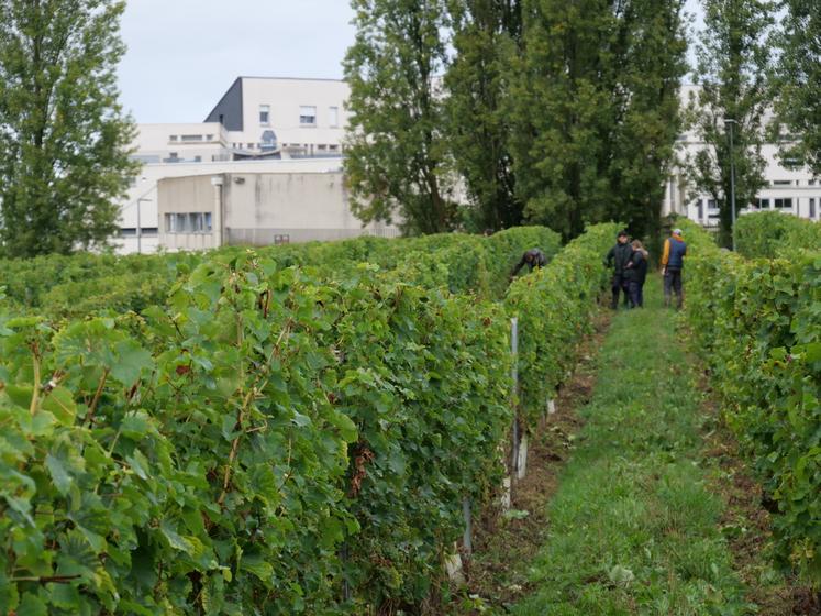 L'exploitation viticole du lycée Edgard Pisani s'étend sur 15 ha.