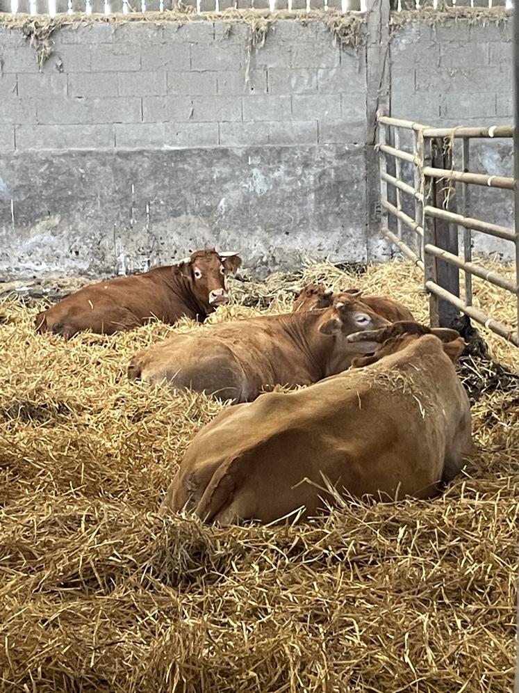 Ayant des ulcères dans la bouche, des vaches ont arrêté de s'alimenter et fortement maigri.