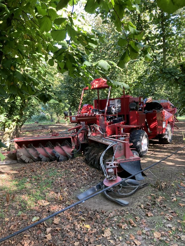 La récolte s'effectue au sol, par temps sec, en deux passages. L'automoteur a été conçu sur mesure par la société girondine Mecanicagri, spécialisée dans la récolte de noisettes, noix et châtaignes.